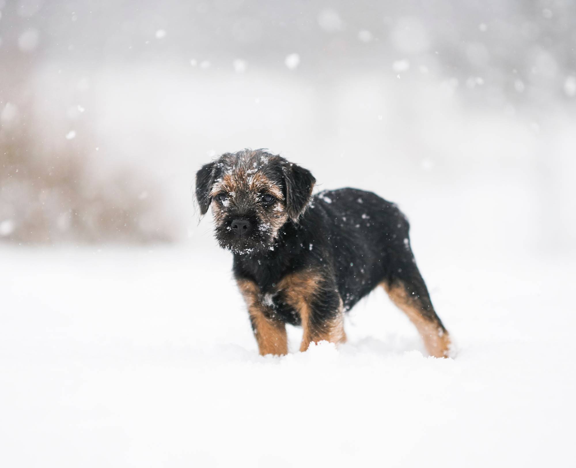 Snow: not so dogfriendly